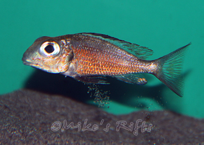 Callochromis macrops Ndole Red