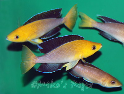 Cyprichromis jumbo Mpimbwe Yellow Head