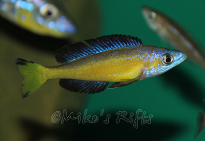 Cyprichromis microlepidotus Kasai