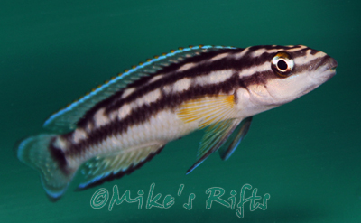 Julidochromis ornatus kapampa