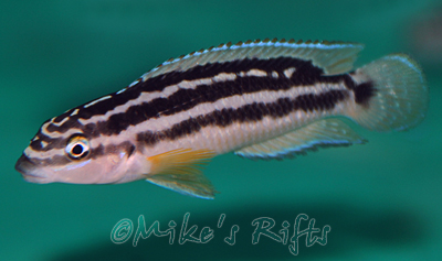 Juidochromis ornatus Uvira