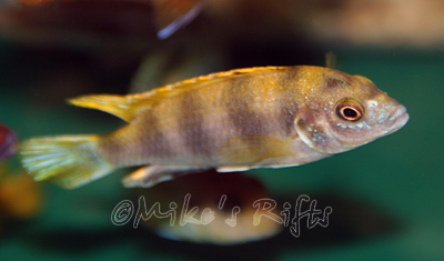 Labidochromis perlmutt