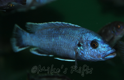 Melanochromis kaskazini Northern Blue