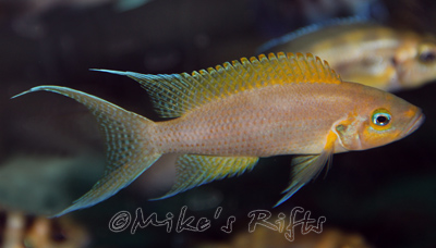 Neolamprologus pulcher Dafodil