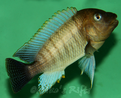 Petrochromis famula Kasanga