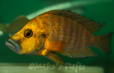 Altolamprologus compressiceps Kantalamba Gold Head