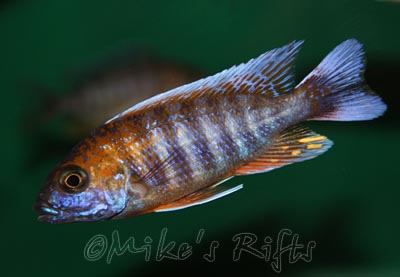 Aulonocara jacobfriebergi Eureka Red<