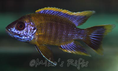 Aulonocara lwanda Hai Reef