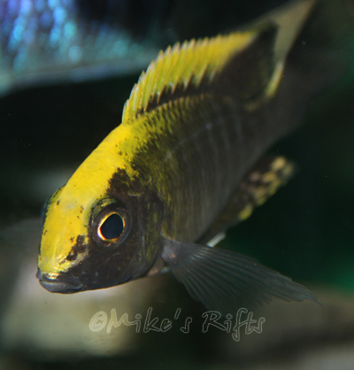 Aulonocara maylandi Luwala Reef