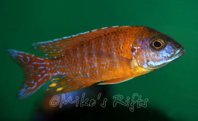 Aulonocara red rubin