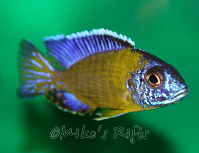 Aulonocara stuartgranti Hai Reef Blue Neon