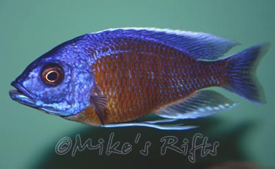 Copadichromis borleyi Kadango Red Fin
