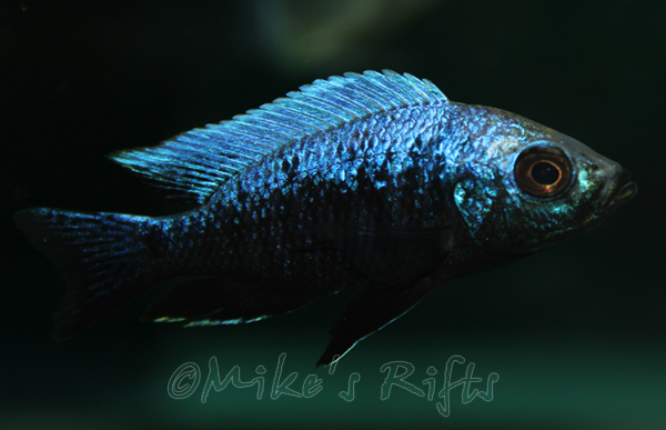 Copadichromis trewavase Lupingu