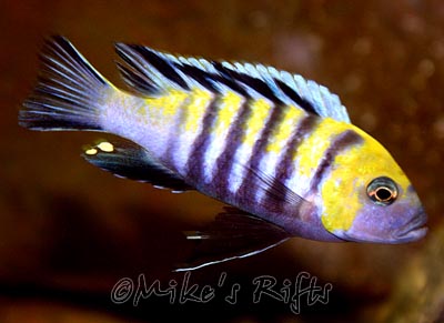 Cynotilapia zebroides Cobwe