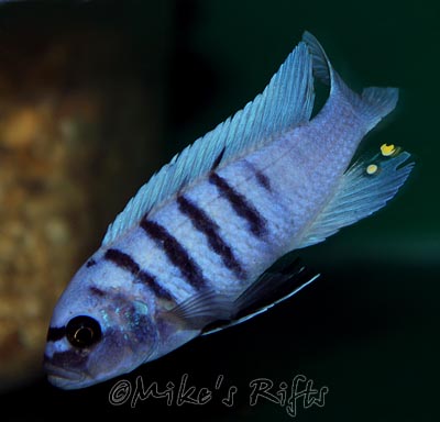 Cynotilapia hara Gallireya Reef