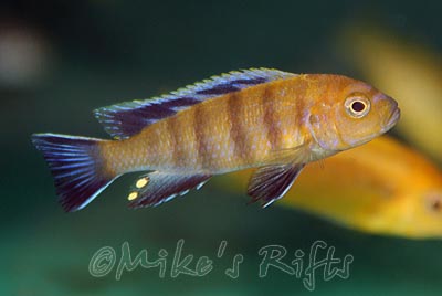 Cynotilapia lion Lions Cove