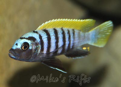 Cynotilapia zebroides Jalo Reef