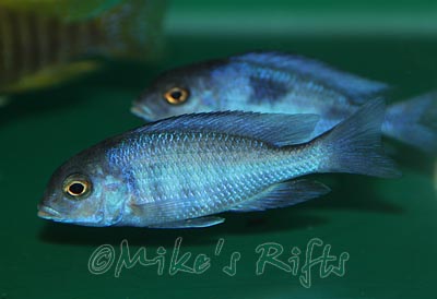 Cyrtocara moori Blue Dolphin