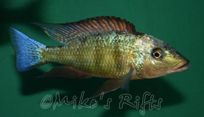 Fossorochromis rostratus