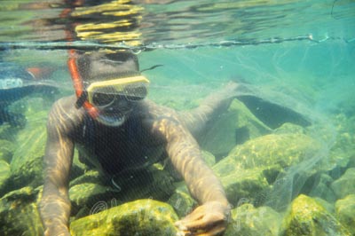 Tanganyikan Diver