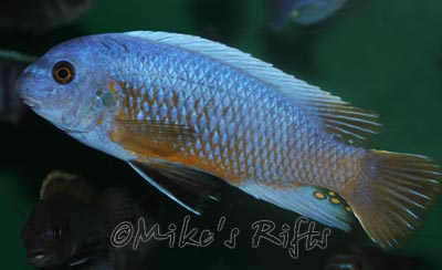 Labeotropheus fuelleborni Katale
