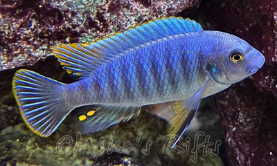 Labeotropheus fuelleborni Taiwanee