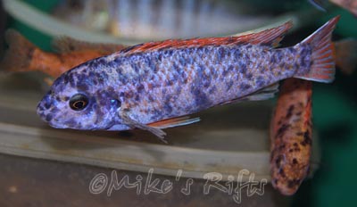 Labeotropheus trewavase Red Top Mcat OB