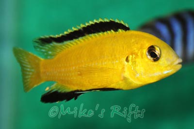 Labidochromis caeruleus Yellow