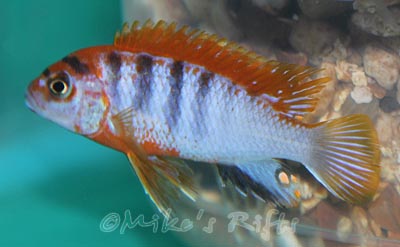 Labidochromis hongi Red Top Sweden