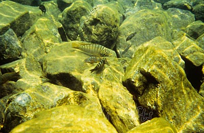 Lake Tanganyika