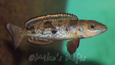 Lepidolamprologus attenuatus