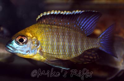 Lethrinops gold Harbour Island