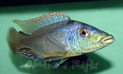Lichnochromis acuticeps