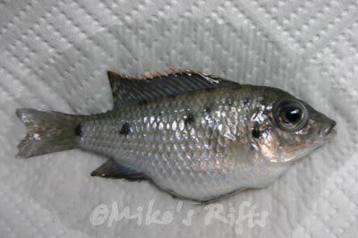 Malawi Bloat