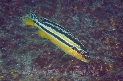 Melanochromis auratus