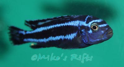 Pseudotropheus cyaneorhabdos Maingano