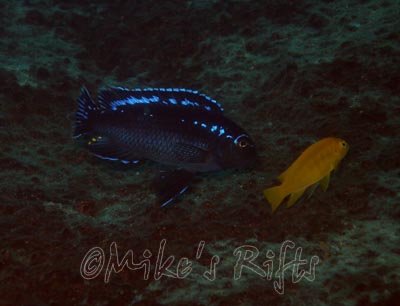 Pseudotropheus interruptus Chizamulu Island