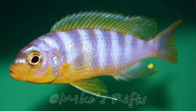 Metriaclima aurora Likoma
