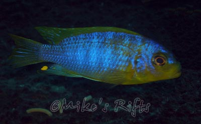 Metriaclima aurora Mbuzi