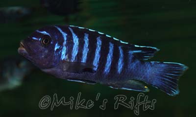Metriaclima dolphin Tumbi Point