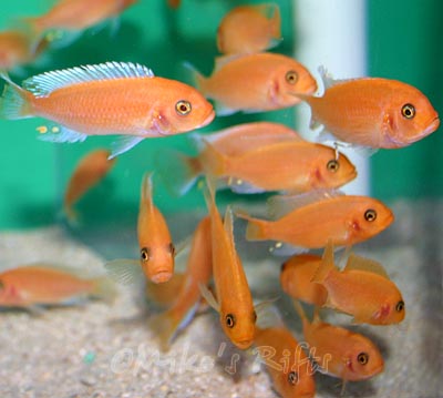 Metriaclima estherae Red/Red