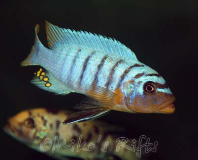 Metriaclima fainzilberi Ikombe
