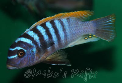 Metriaclima fainzilberi Lundo
