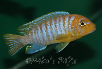 Metriaclima hajomaylandi Chisamulu Island