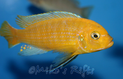 Metriaclima kingsizei lupingu Yellow