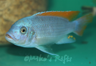Metriaclima mbenji