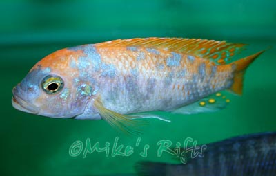 Metriaclima zebra Nkhata Bay Marmalade Cat