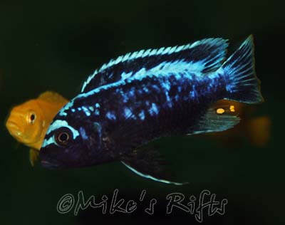 Metriaclima msobo Magunga