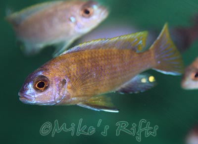 Metriaclima patricki Mbenji
