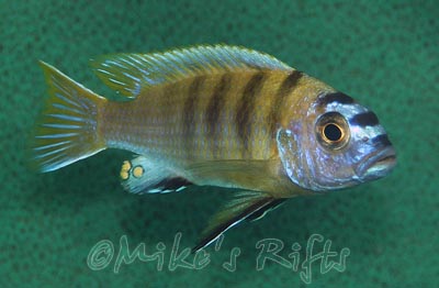 Metriaclima patricki Mbenji